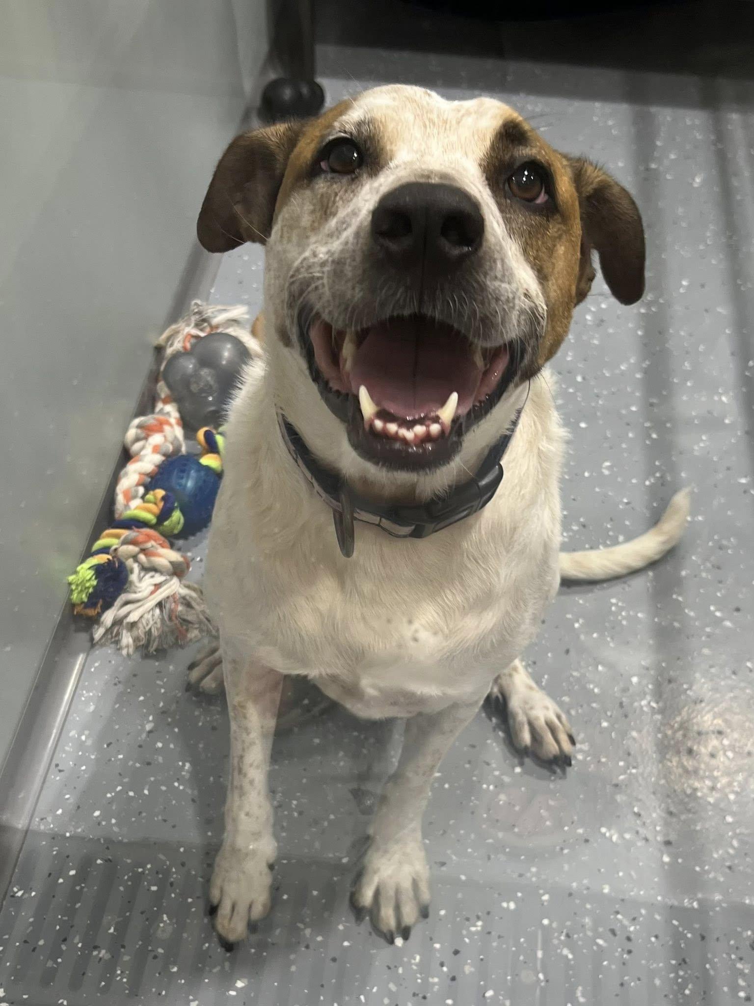 Dolly, a Adoptable Mixed Breed in Davenport, IA image 3/3