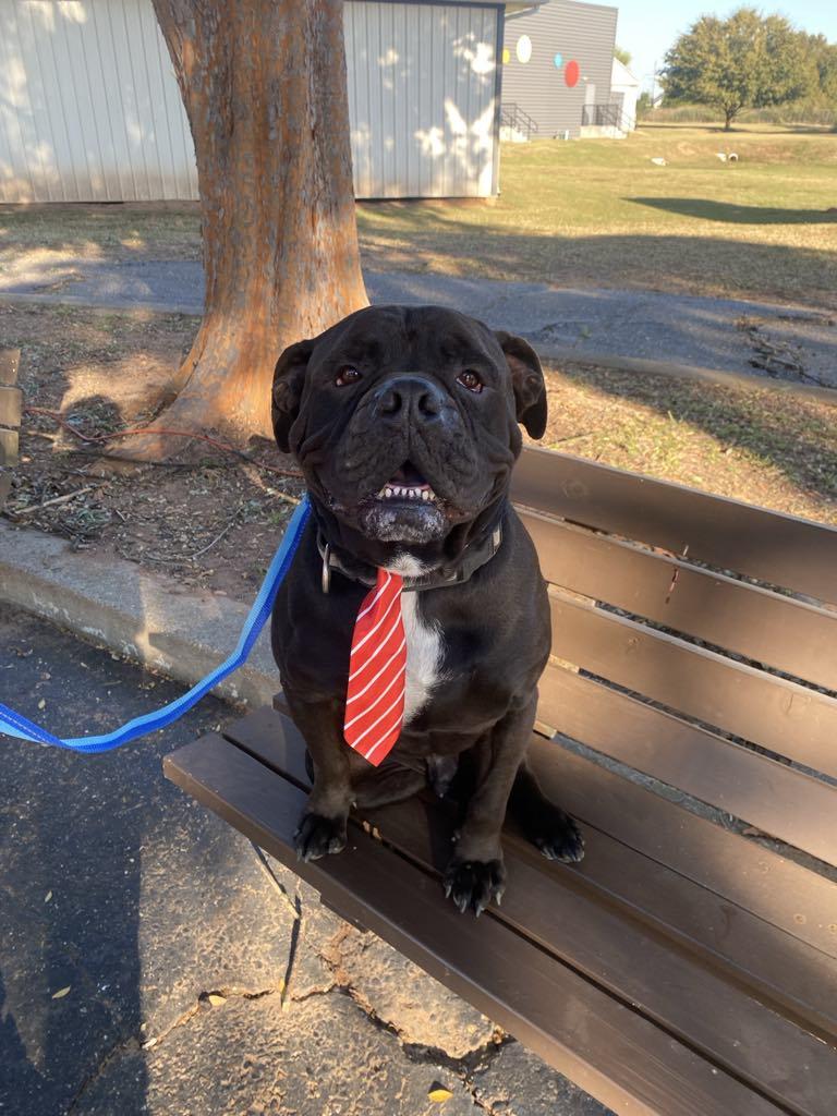 Oscar, Adoptable, Adult Male American Bulldog.