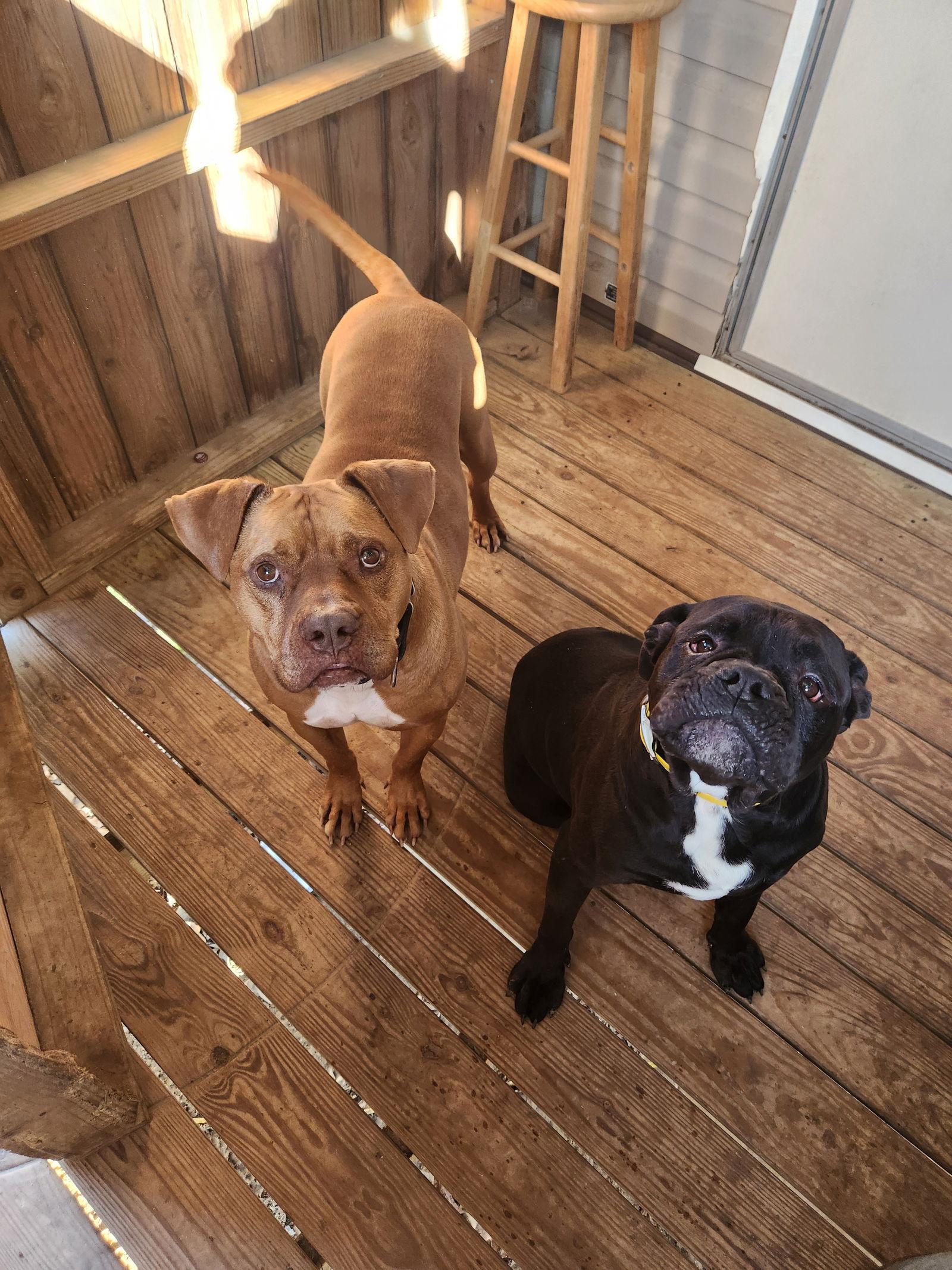 Oscar, a Adoptable American Bulldog in Shreveport, LA image 2/3