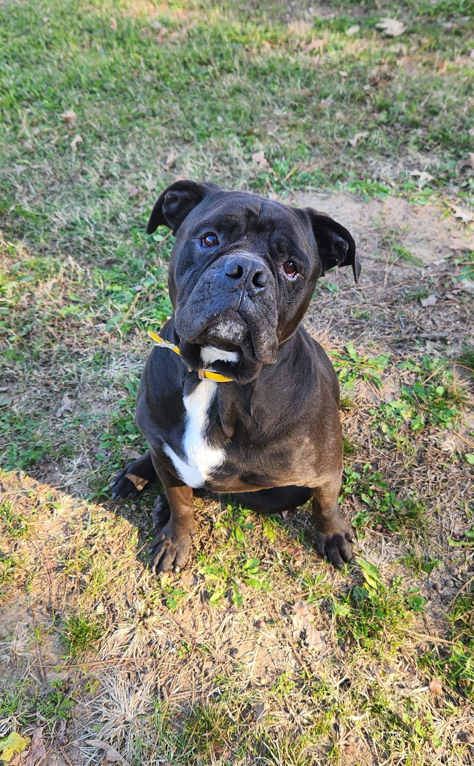 Oscar, a Adoptable American Bulldog in Shreveport, LA image 3/3