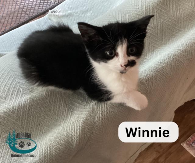 Winnie!, an adoptable Domestic Short Hair in Huntsville, ON_image-1