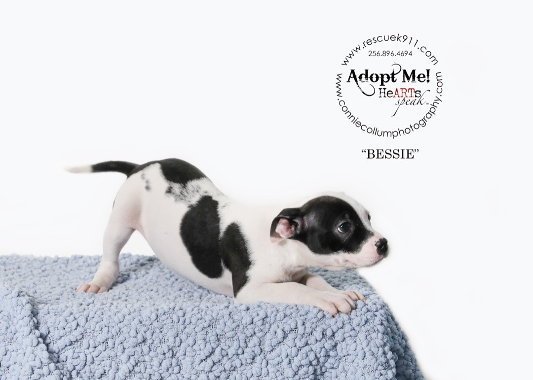 Bessie, Adopted, Puppy Female Terrier.