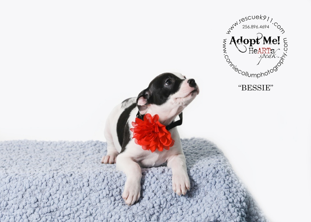 Bessie, a Adopted Terrier in Camp Hill, AL image 2/5