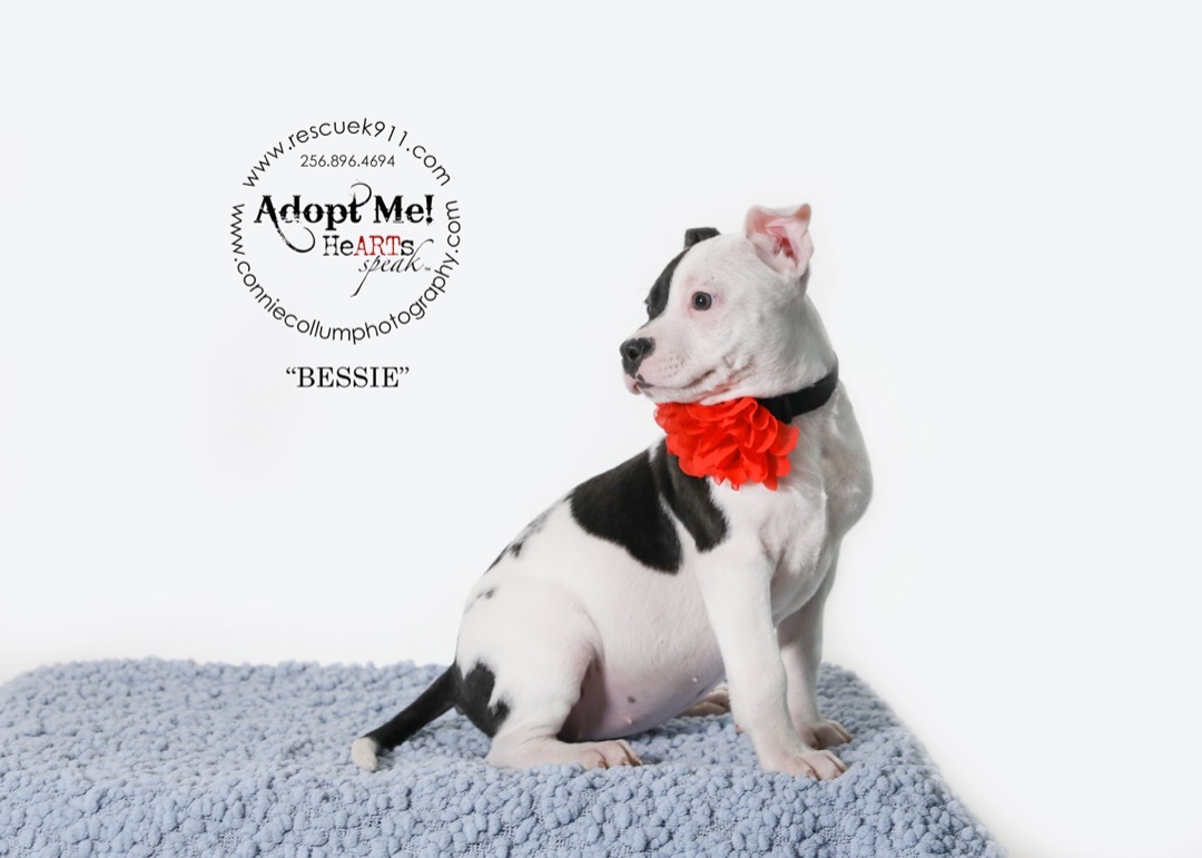 Bessie, a Adopted Terrier in Camp Hill, AL image 3/5