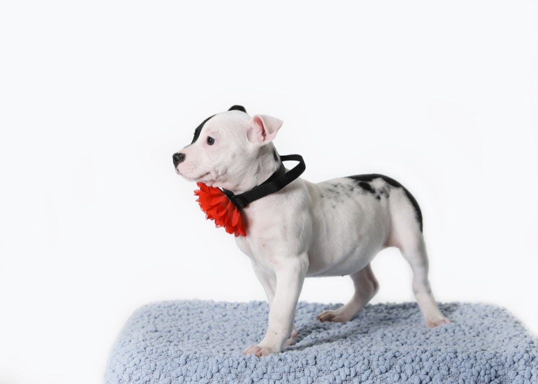 Bessie, a Adopted Terrier in Camp Hill, AL image 5/5