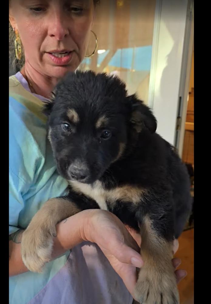 Iroh, a Adoptable mixed breed in Pacifica, CA image 1/6
