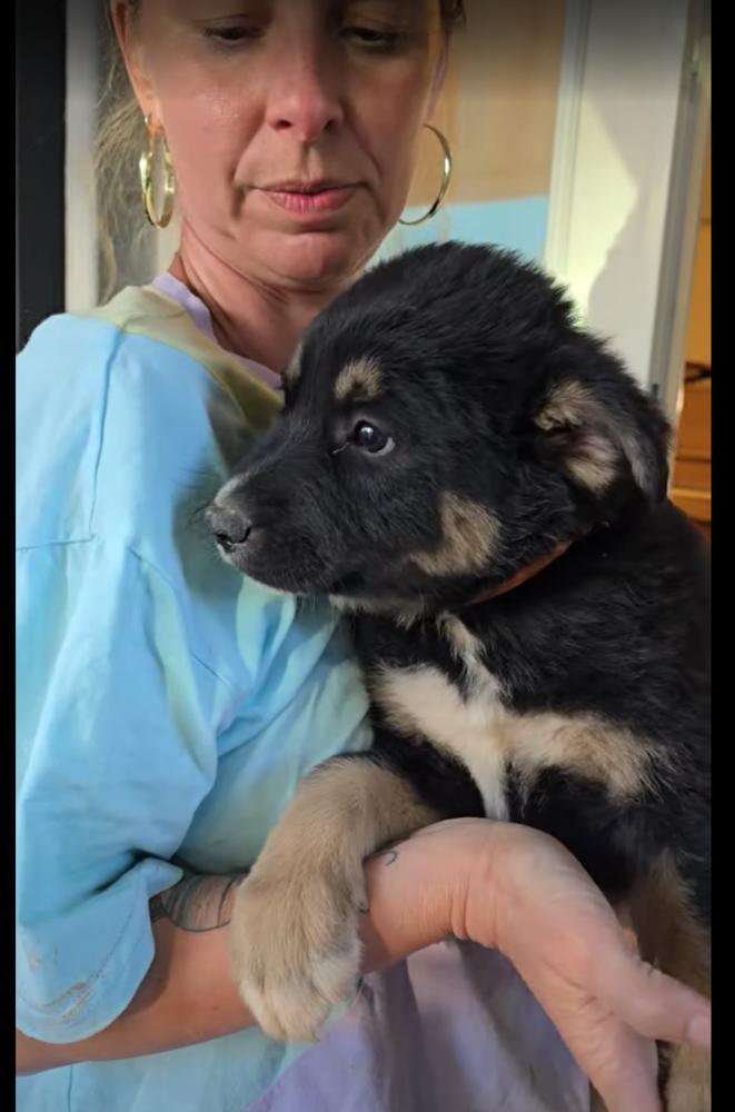 Iroh, a Adoptable mixed breed in Pacifica, CA image 2/6