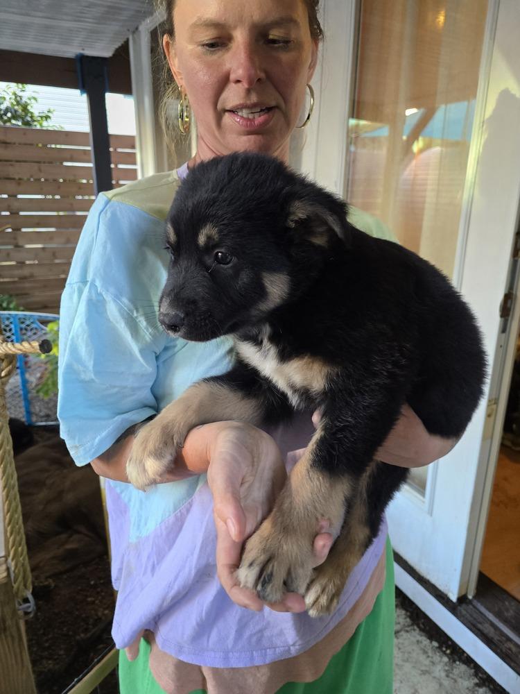 Iroh, Adoptable, Puppy Male Mixed Breed.