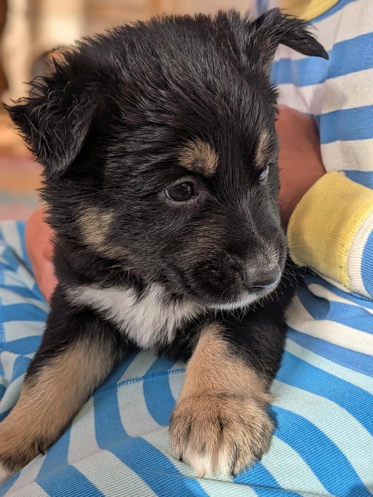 Enlarge Iroh, a Adoptable mixed breed in Pacifica, CA image 4/4