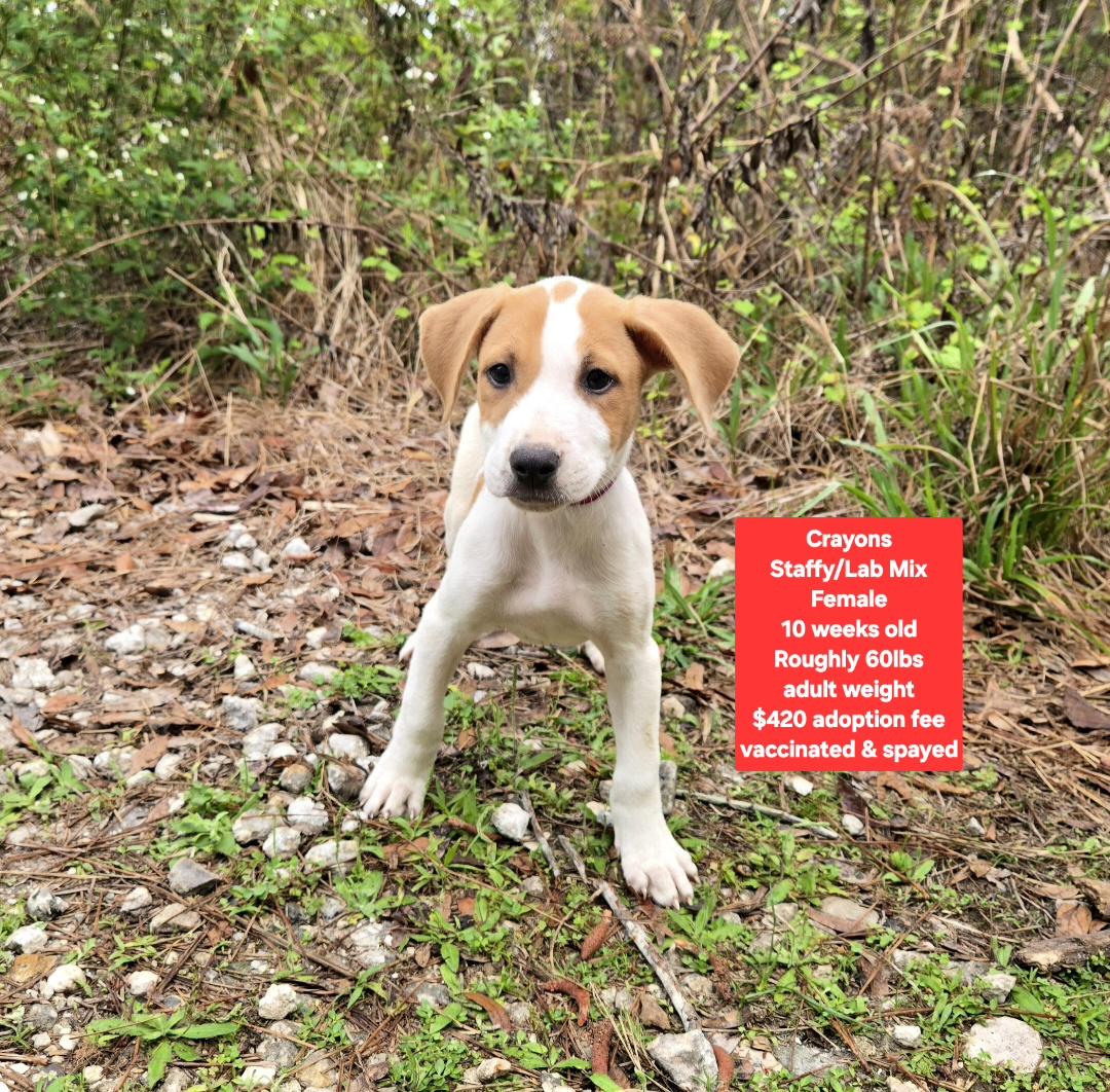 Crayons, ADOPTABLE, Puppy Female Staffordshire Bull Terrier & Labrador Retriever.