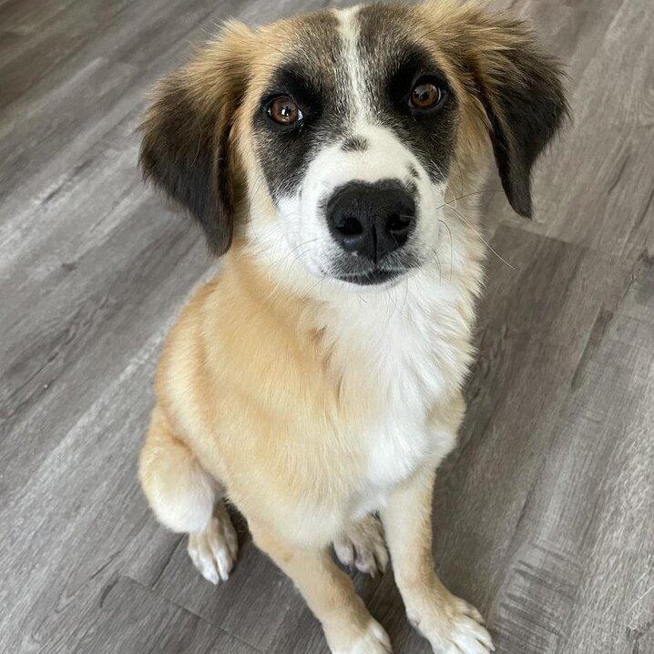Enlarge Alphie~ ball enthusiast , a Adoptable Australian Shepherd in Wilsonville, OR image 6/6