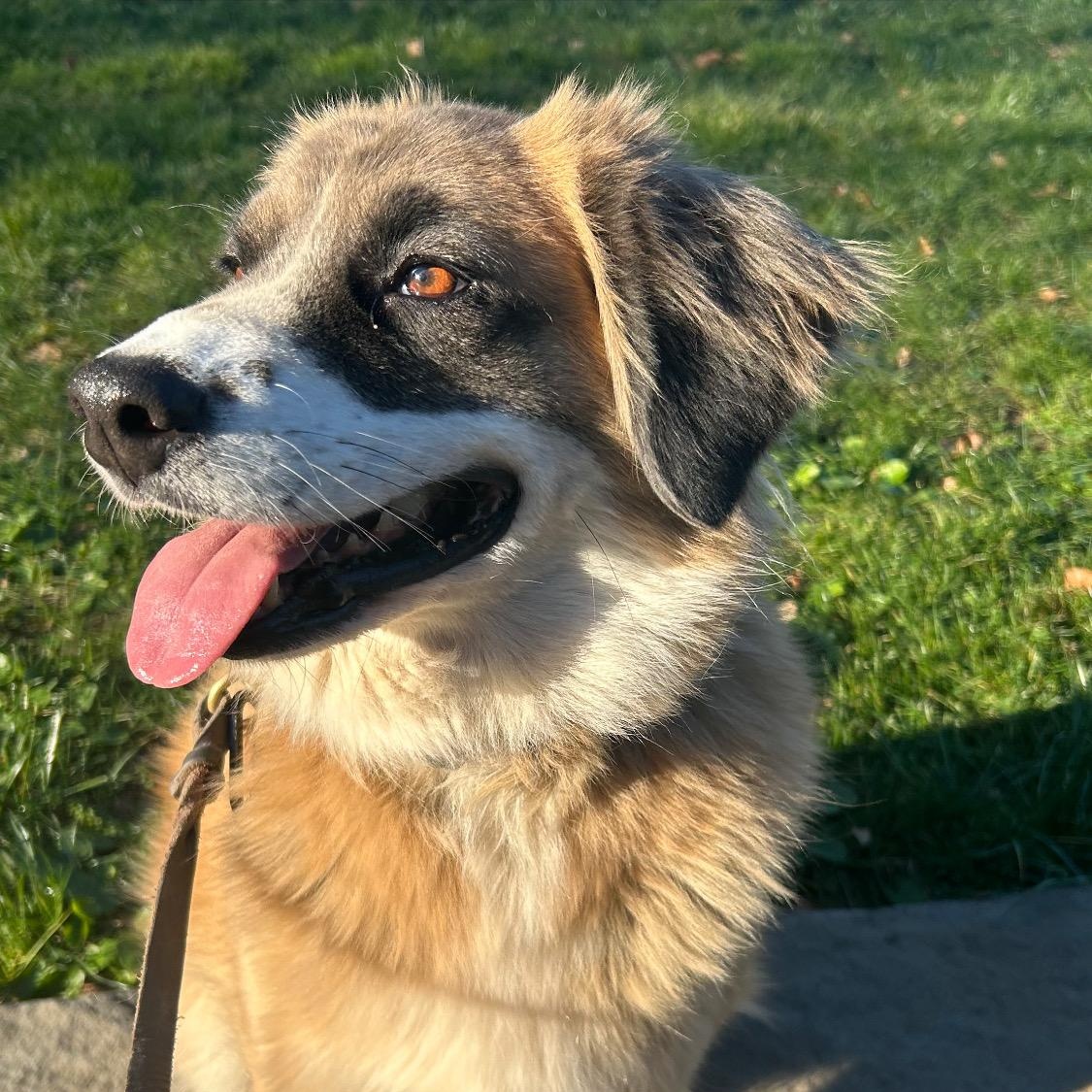 Enlarge Alphie~ ball enthusiast , a Adoptable Australian Shepherd in Wilsonville, OR image 2/6