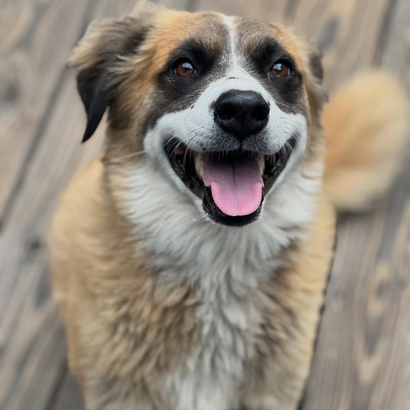 Enlarge Alphie~ ball enthusiast , a Adoptable Australian Shepherd in Wilsonville, OR image 3/6