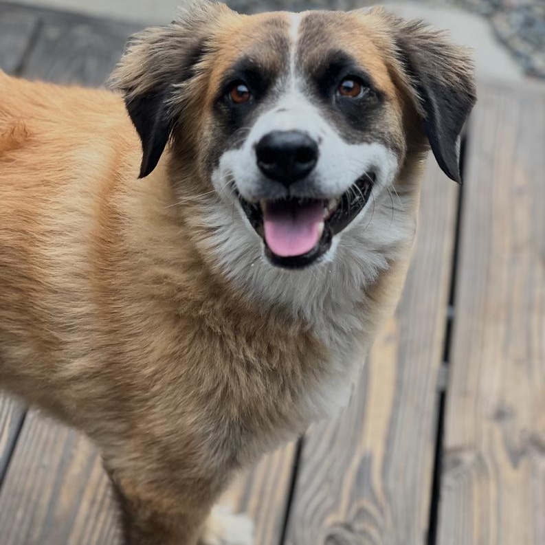 Enlarge Alphie~ ball enthusiast , a Adoptable Australian Shepherd in Wilsonville, OR image 5/6