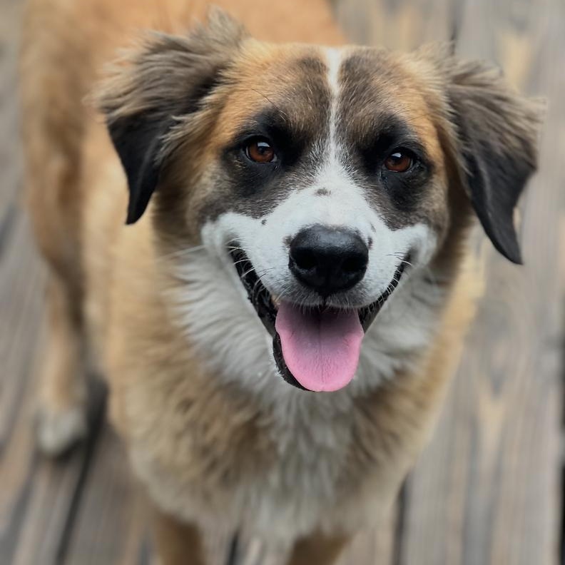 Alphie~ ball enthusiast , Adoptable, Adult Male Australian Shepherd.