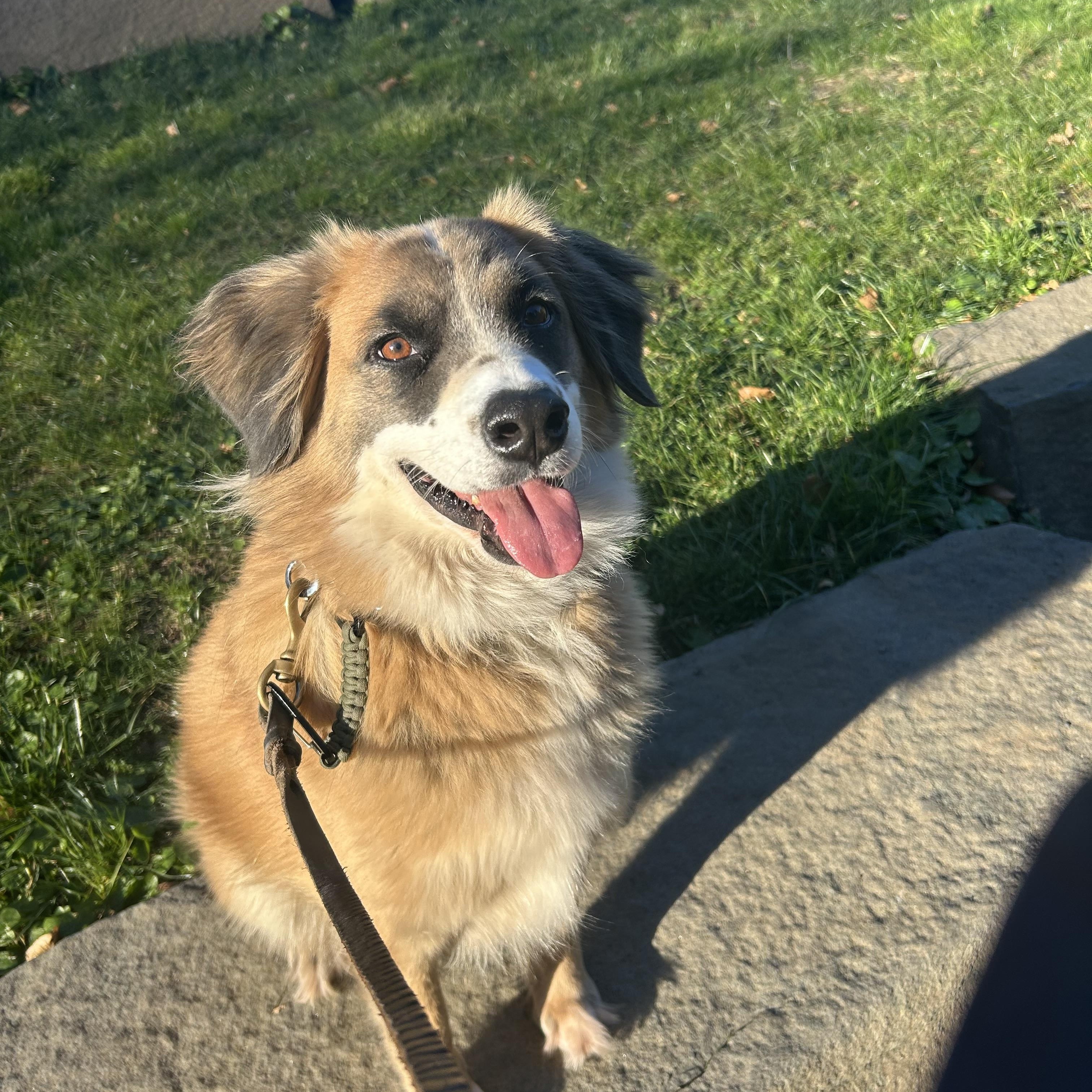 Enlarge Alphie~ ball enthusiast , a Adoptable Australian Shepherd in Wilsonville, OR image 4/6
