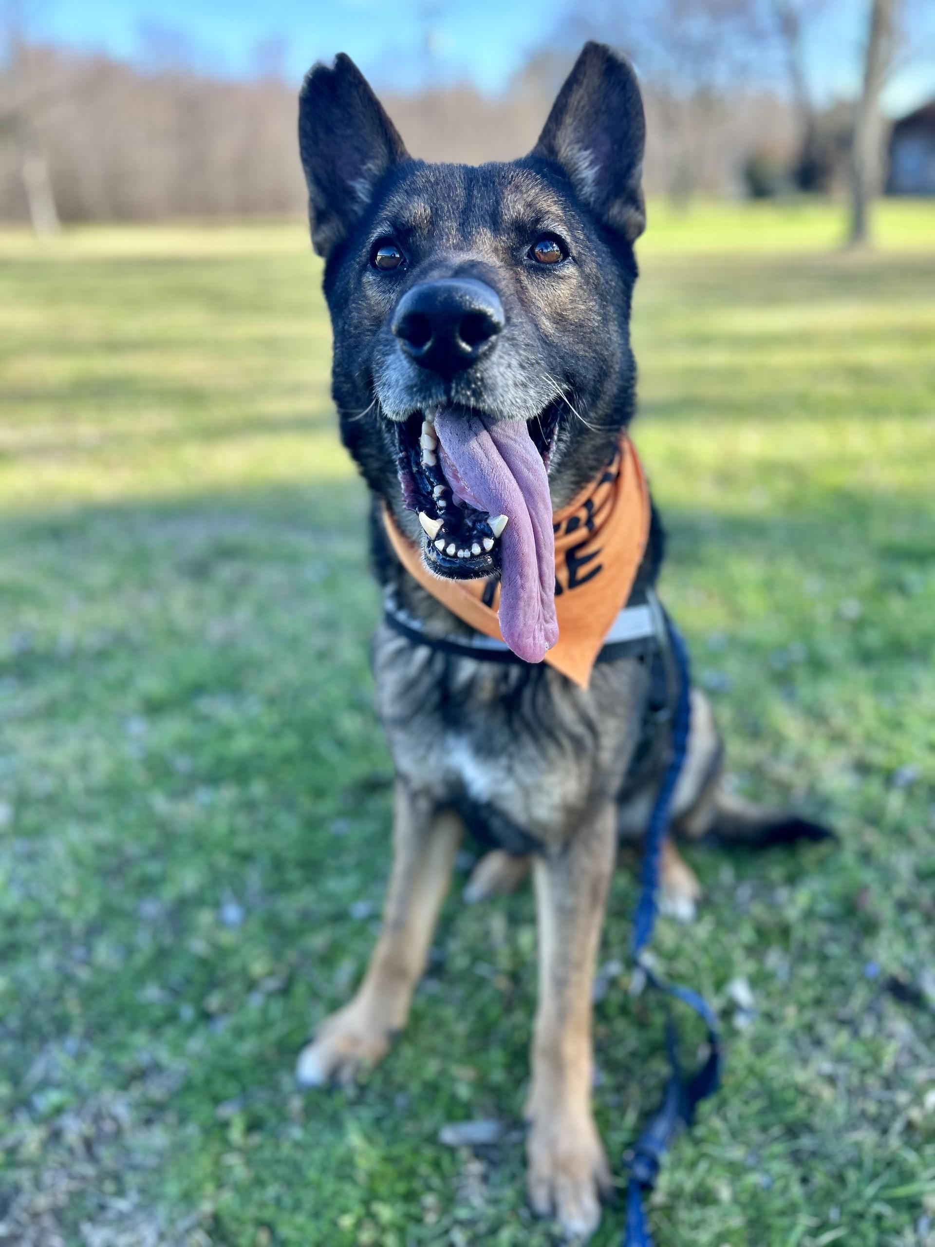 Enlarge Rex, a ADOPTABLE German Shepherd Dog in Lake Dallas, TX image 1/2