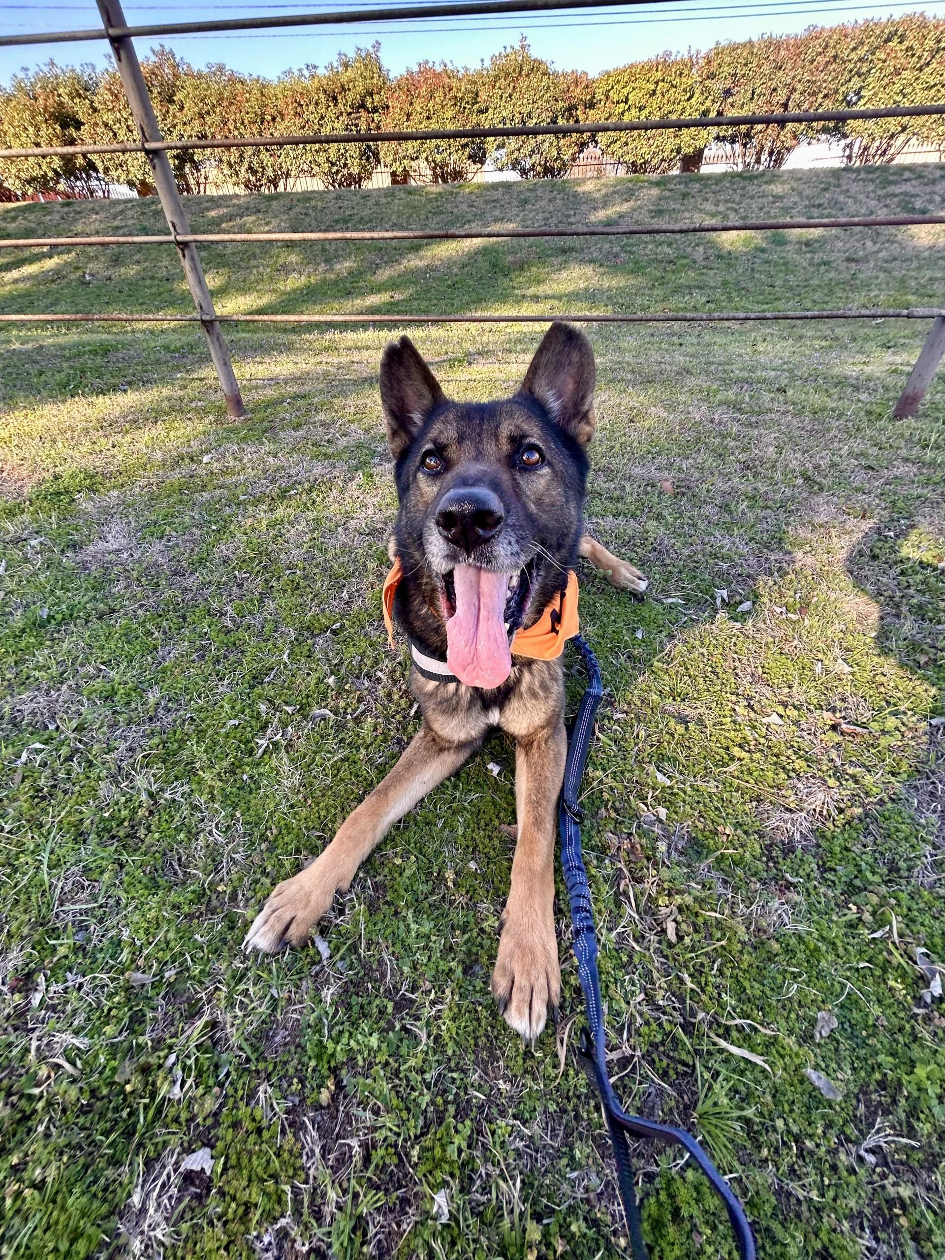 Enlarge Rex, a ADOPTABLE German Shepherd Dog in Lake Dallas, TX image 2/2