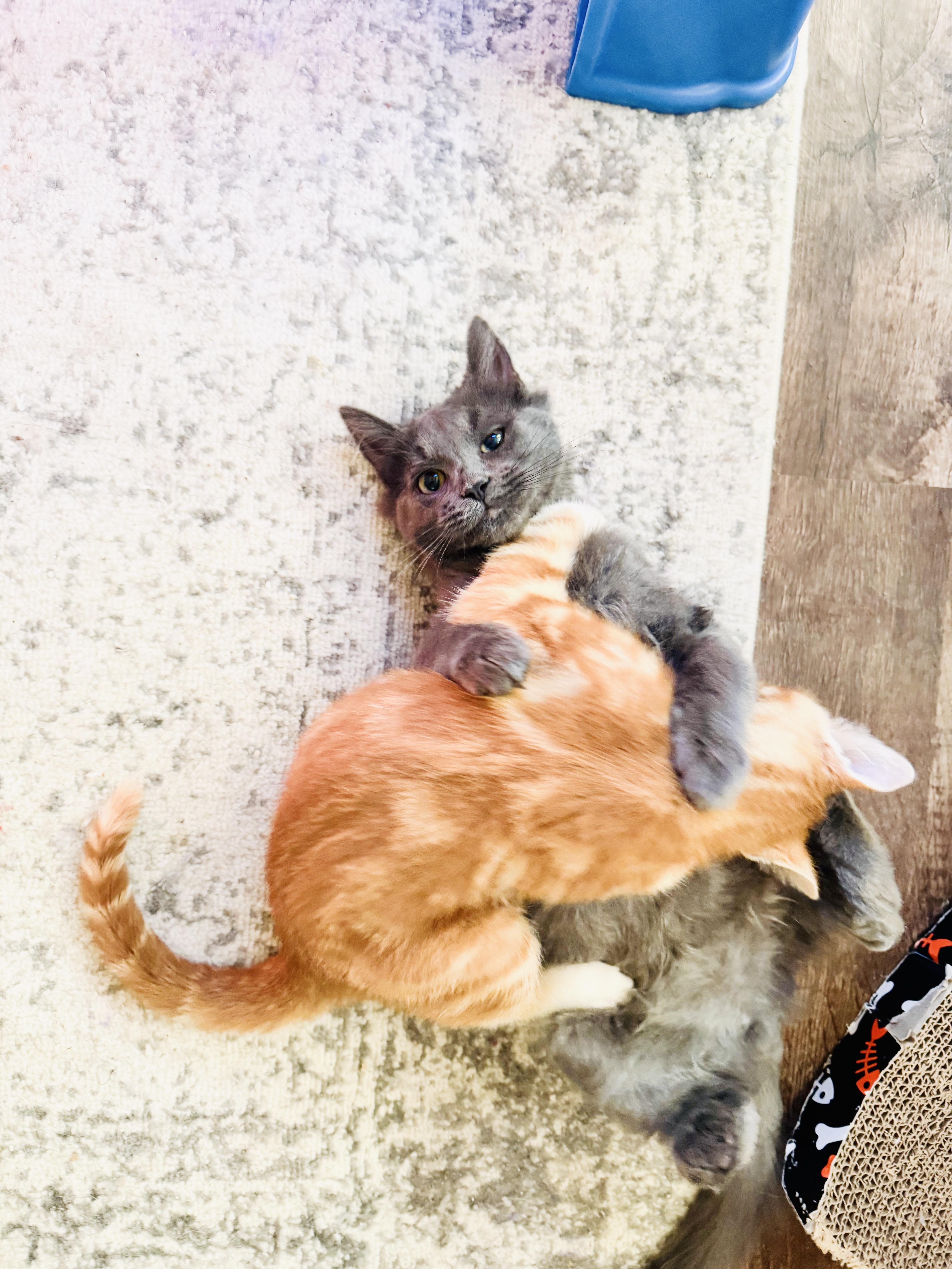 Chicken & Lynx, an adopted mixed breed in Mooresville, NC image 3/5