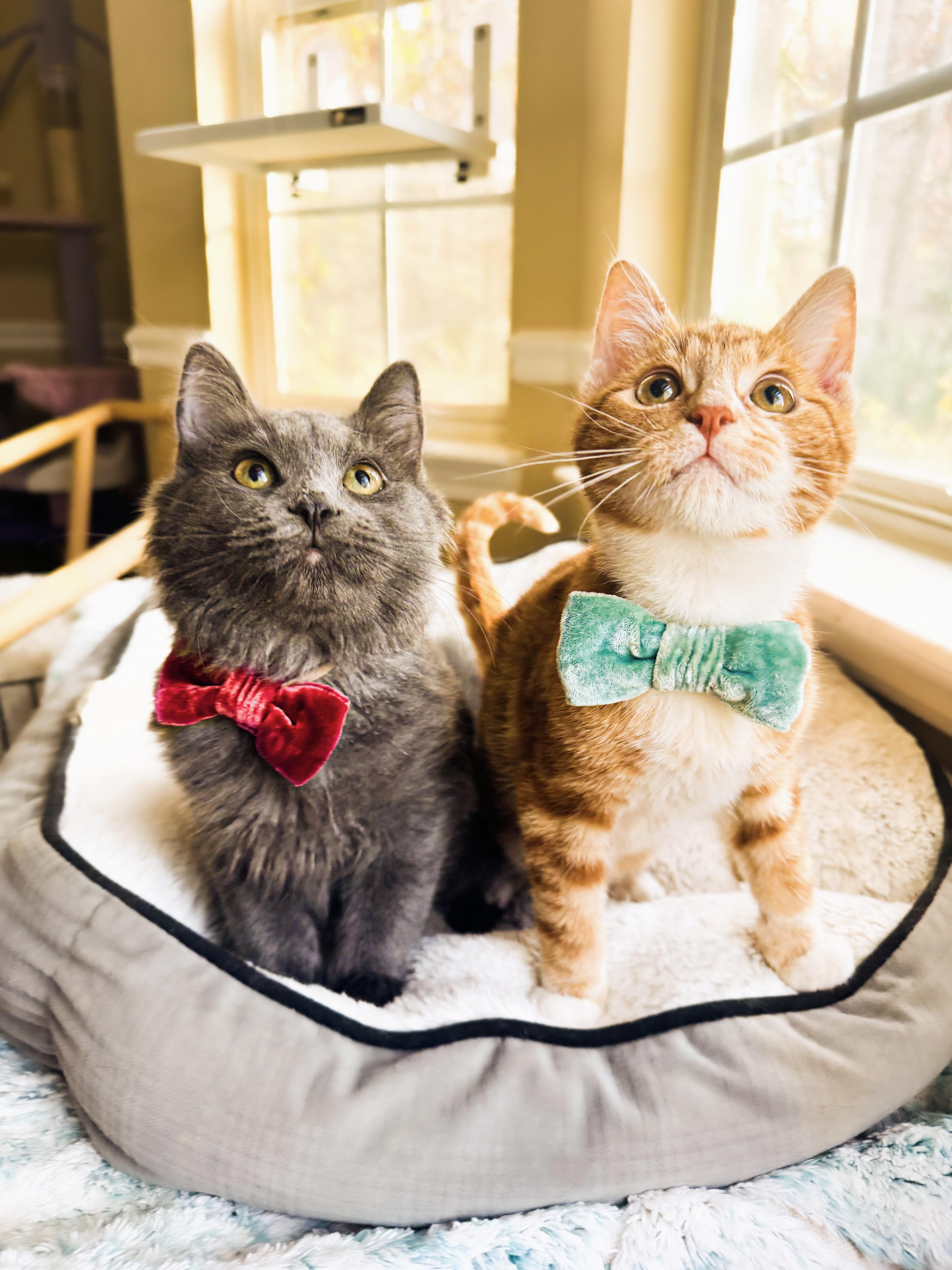 Chicken & Lynx, an adopted mixed breed in Mooresville, NC image 2/5