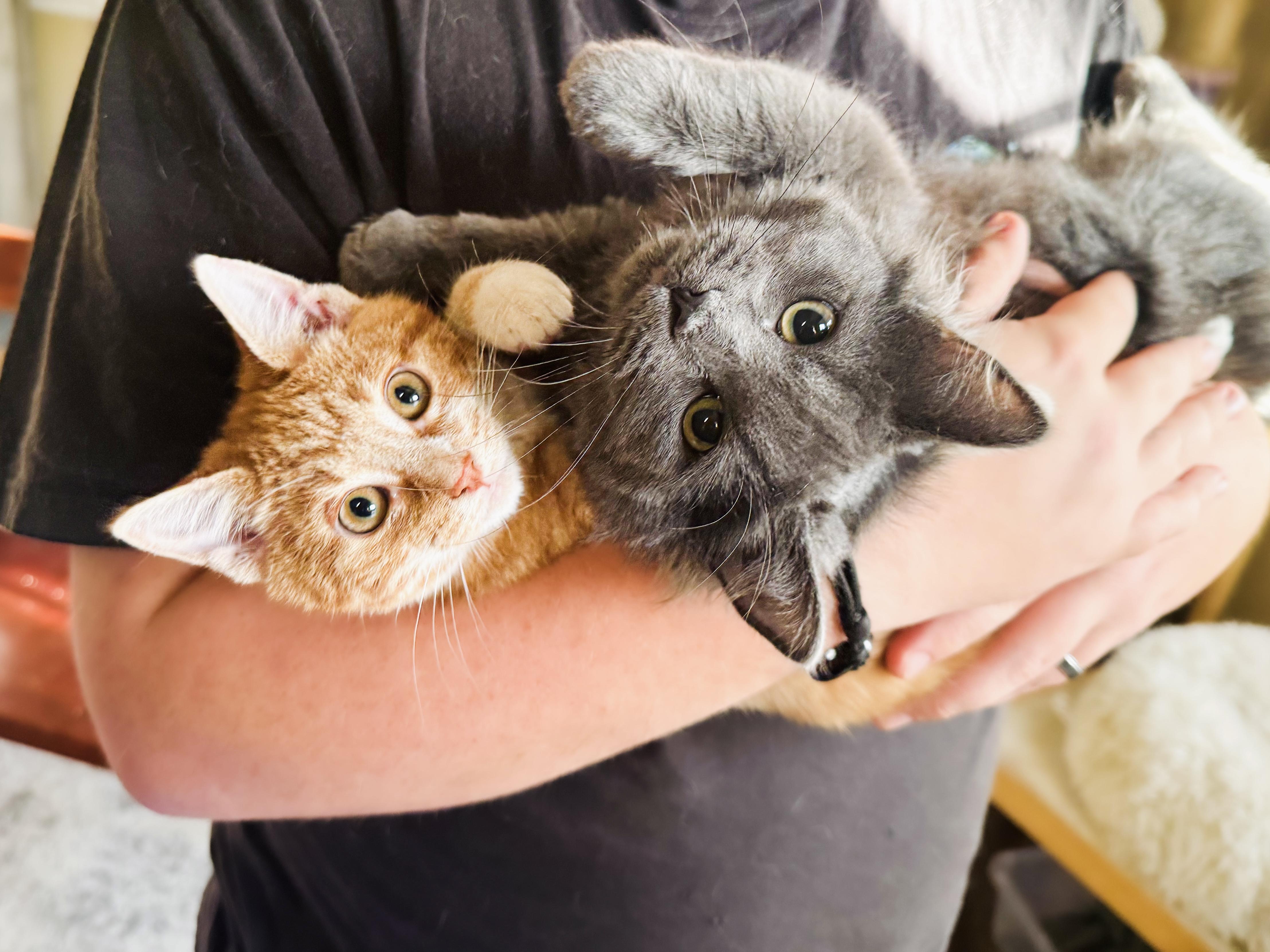 Chicken & Lynx, an adopted mixed breed in Mooresville, NC image 5/5