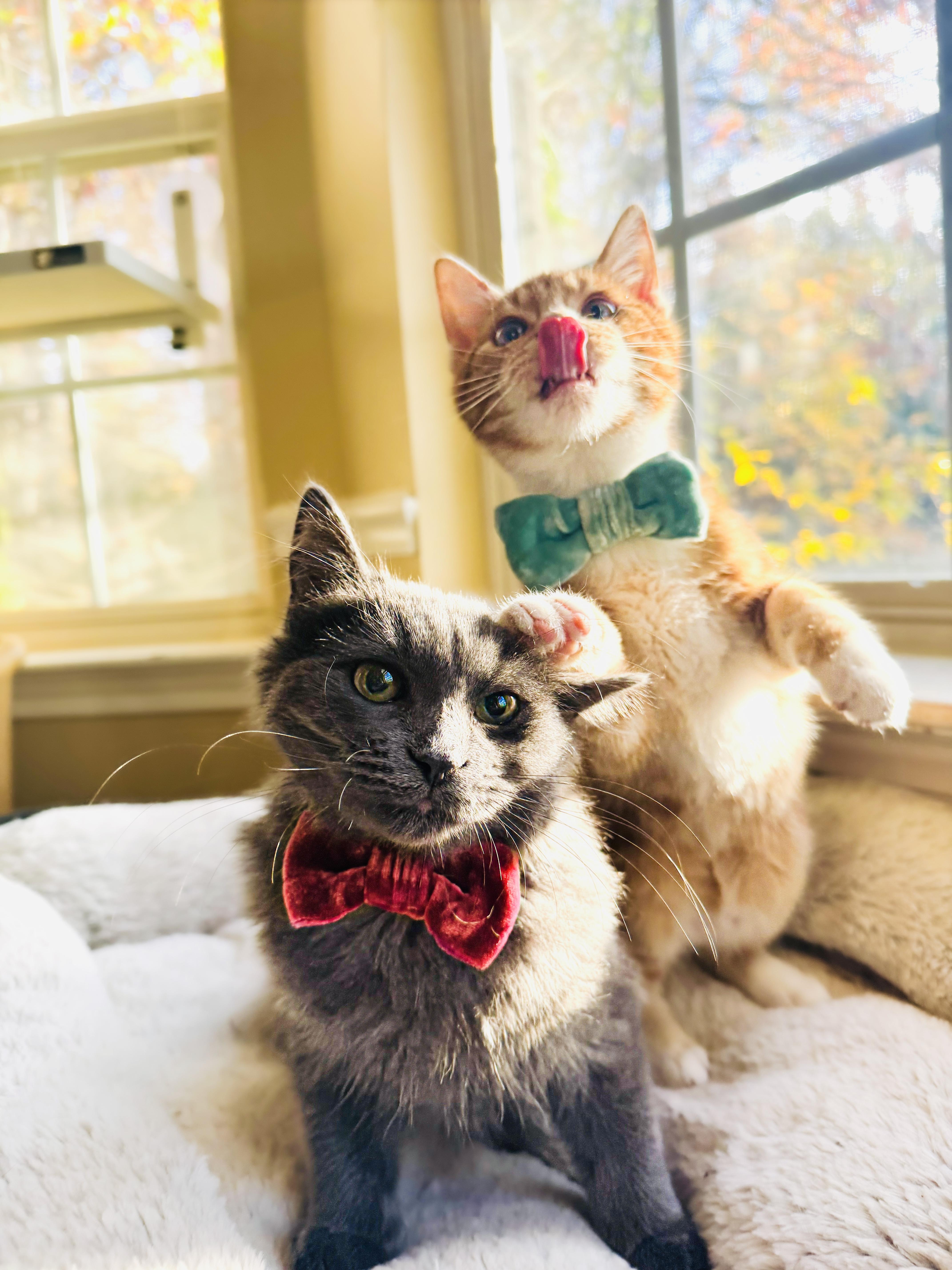 Chicken & Lynx, an adopted mixed breed in Mooresville, NC image 4/5