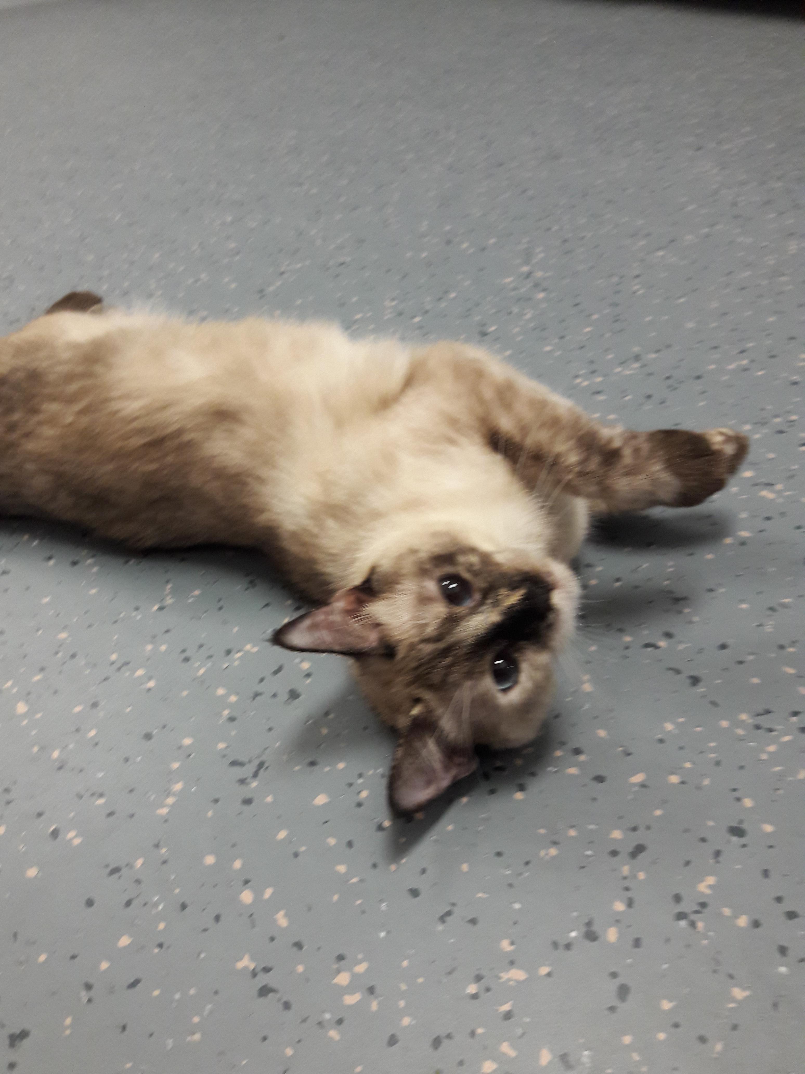Fudge, an adopted mixed breed in Mesquite, NV image 3/3