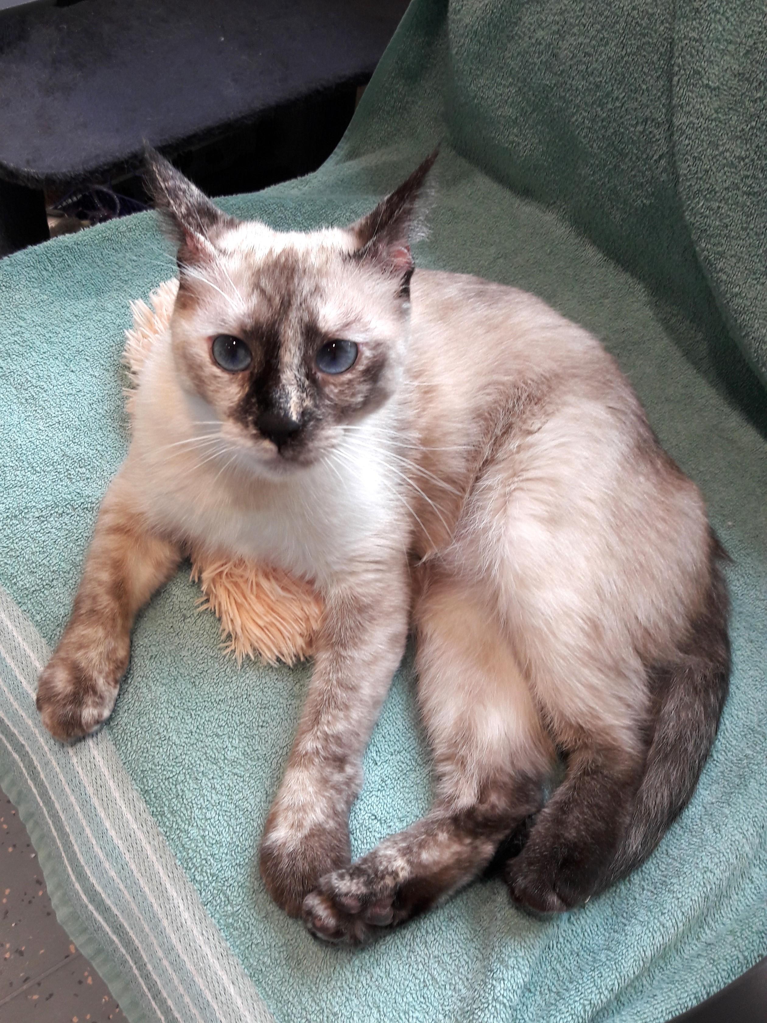 Fudge, an adopted mixed breed in Mesquite, NV image 1/3