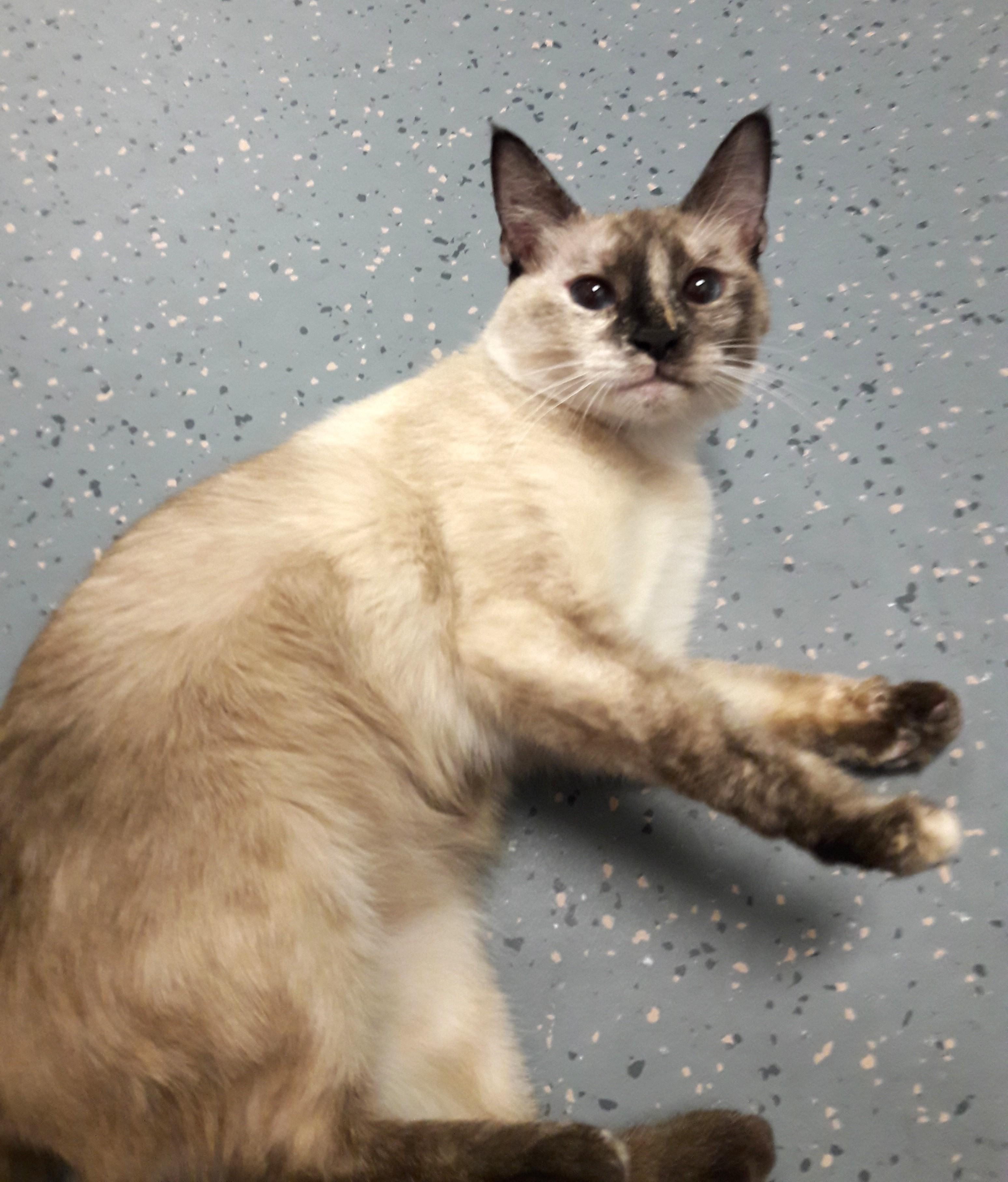 Fudge, an adopted mixed breed in Mesquite, NV image 2/3