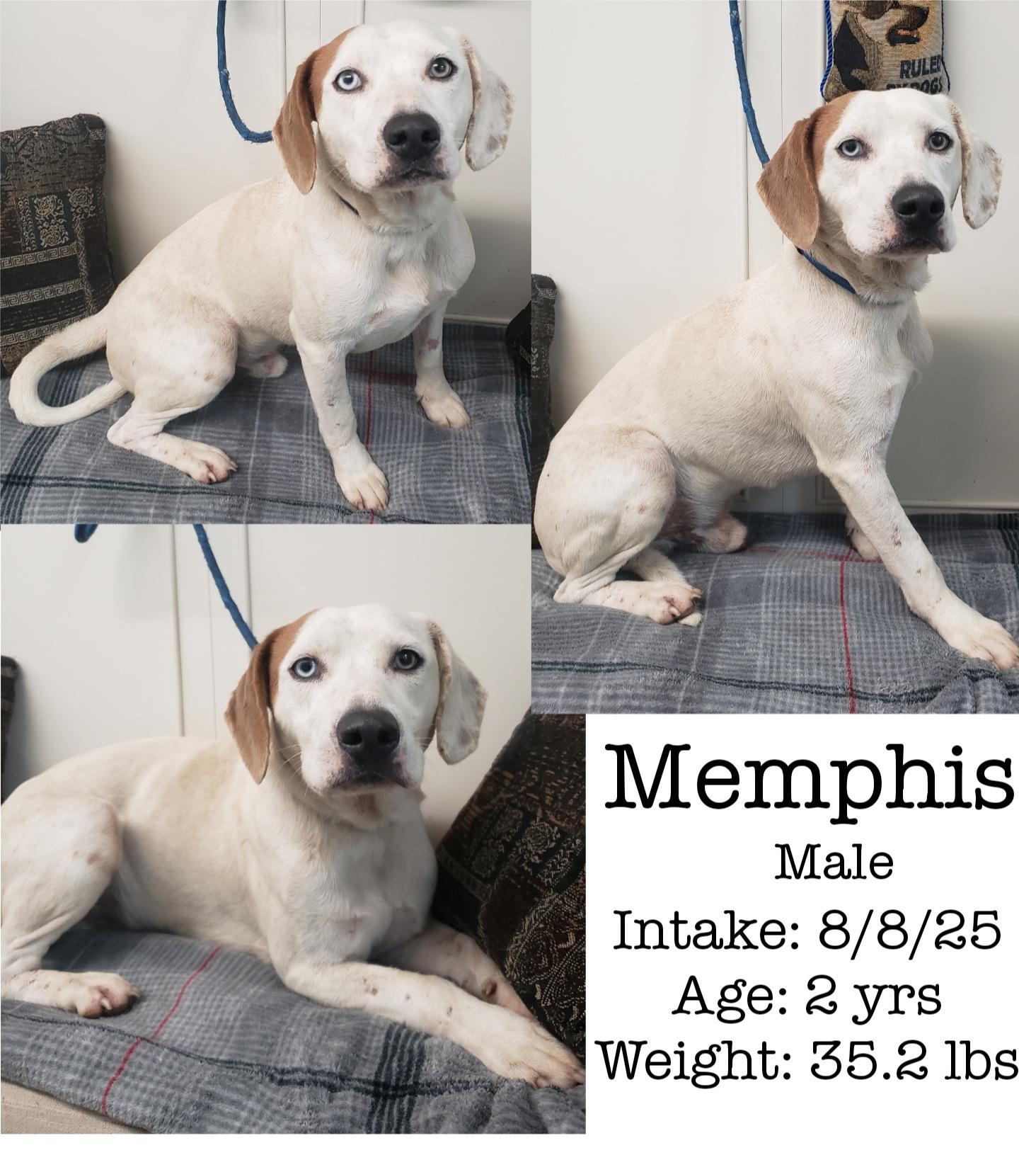 Enlarge Memphis, a Adoptable mixed breed in Staffordsville, KY image 1/1