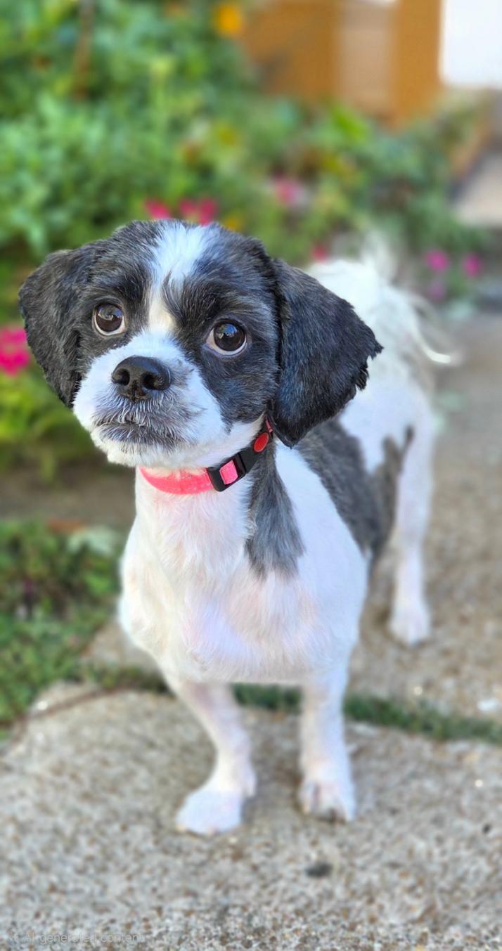 GiGi, Adoptable, Young Female Shih Tzu.