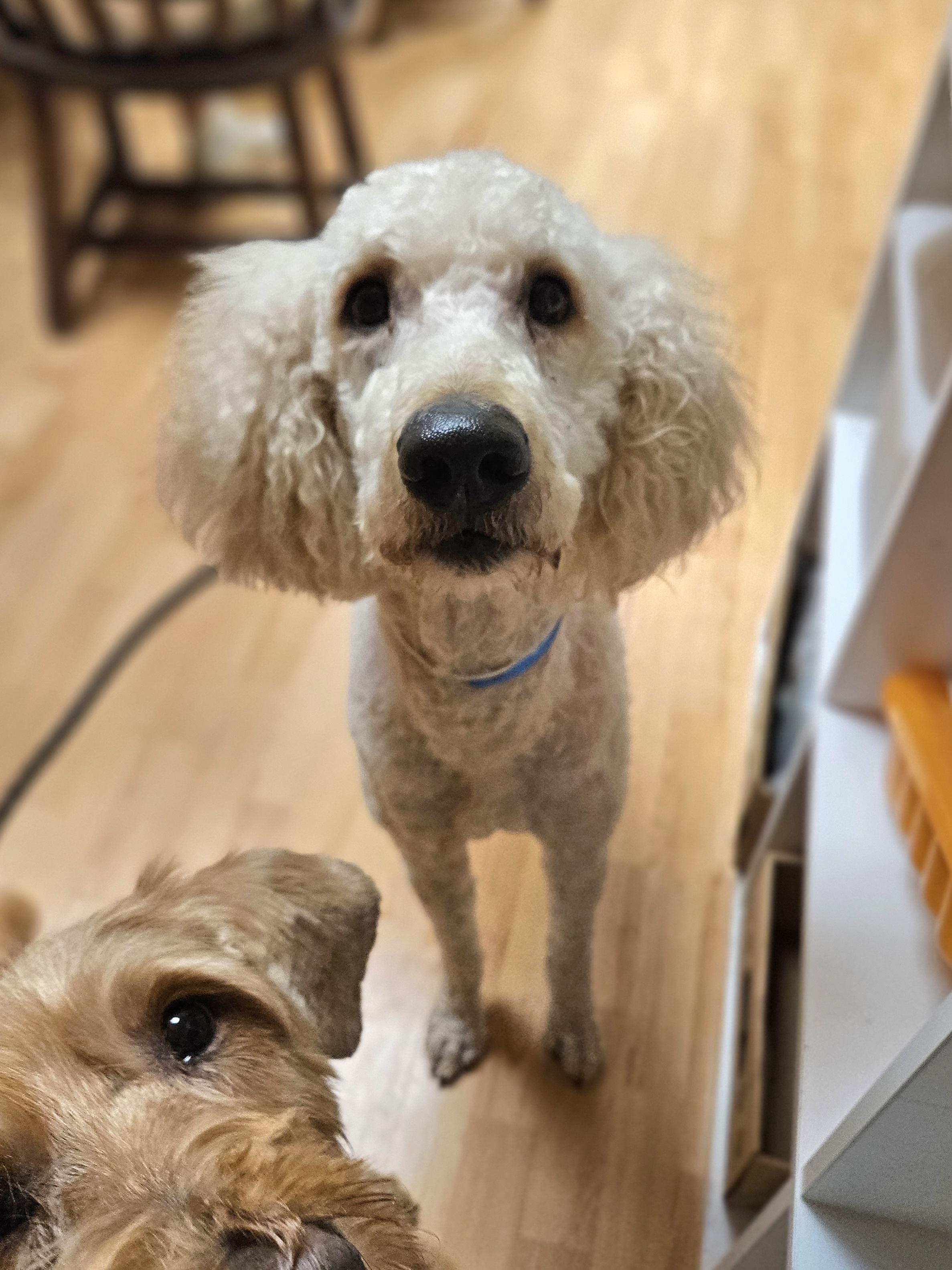 Enlarge COTTON  $375, an adoptable mixed breed in Milwaukee, WI image 6/6