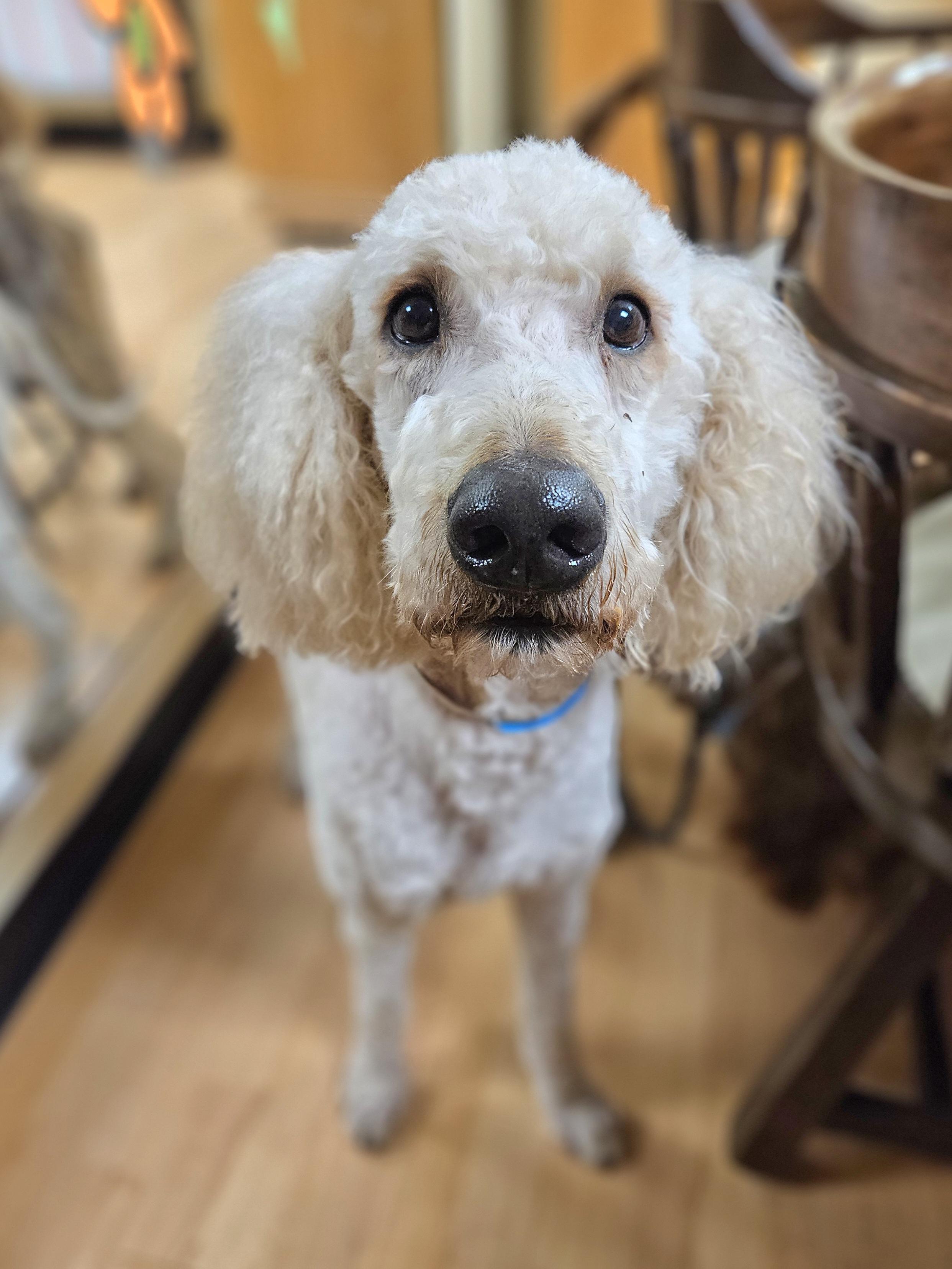 Enlarge COTTON  $375, an adoptable mixed breed in Milwaukee, WI image 4/6