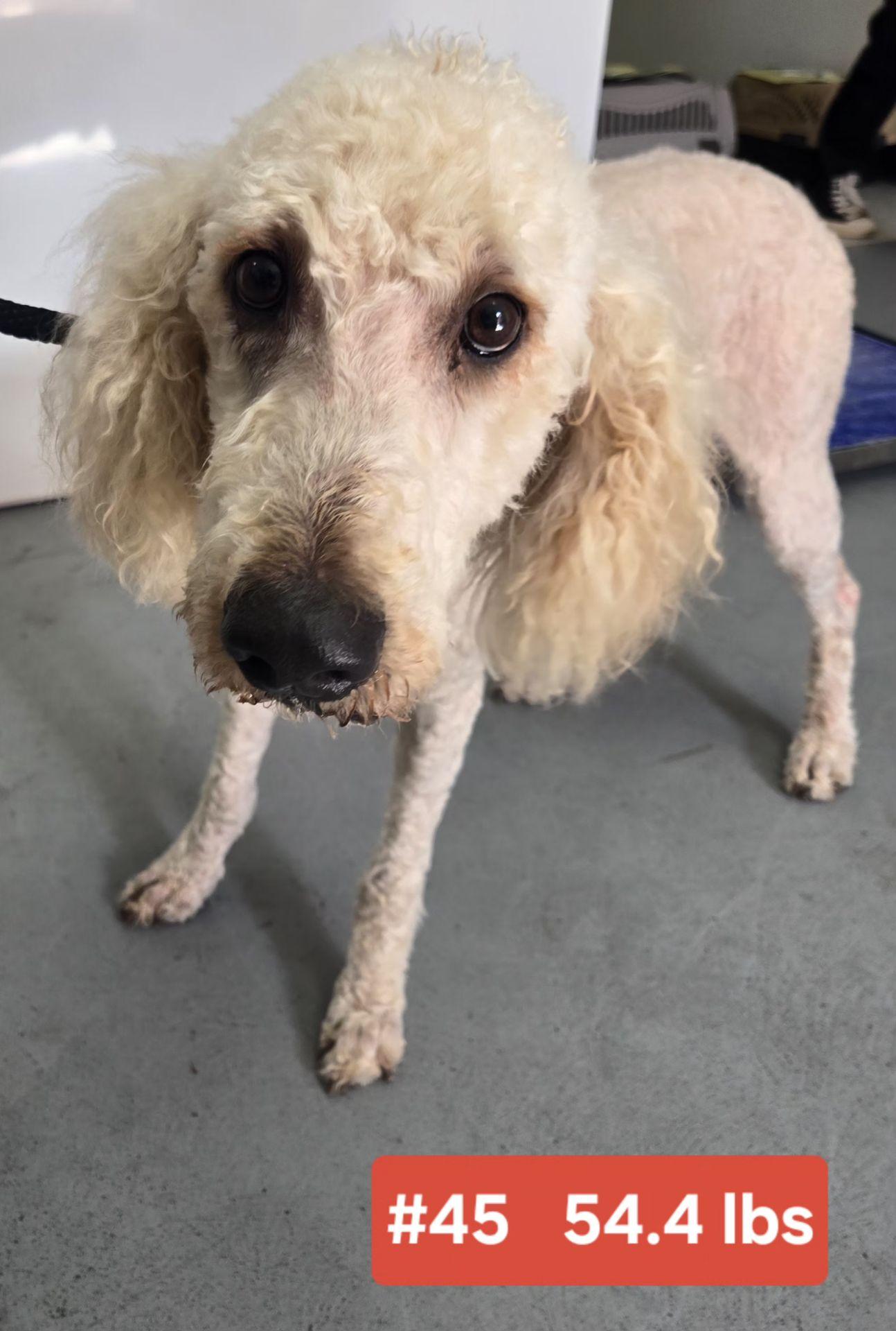 Enlarge COTTON  $375, an adoptable mixed breed in Milwaukee, WI image 2/6