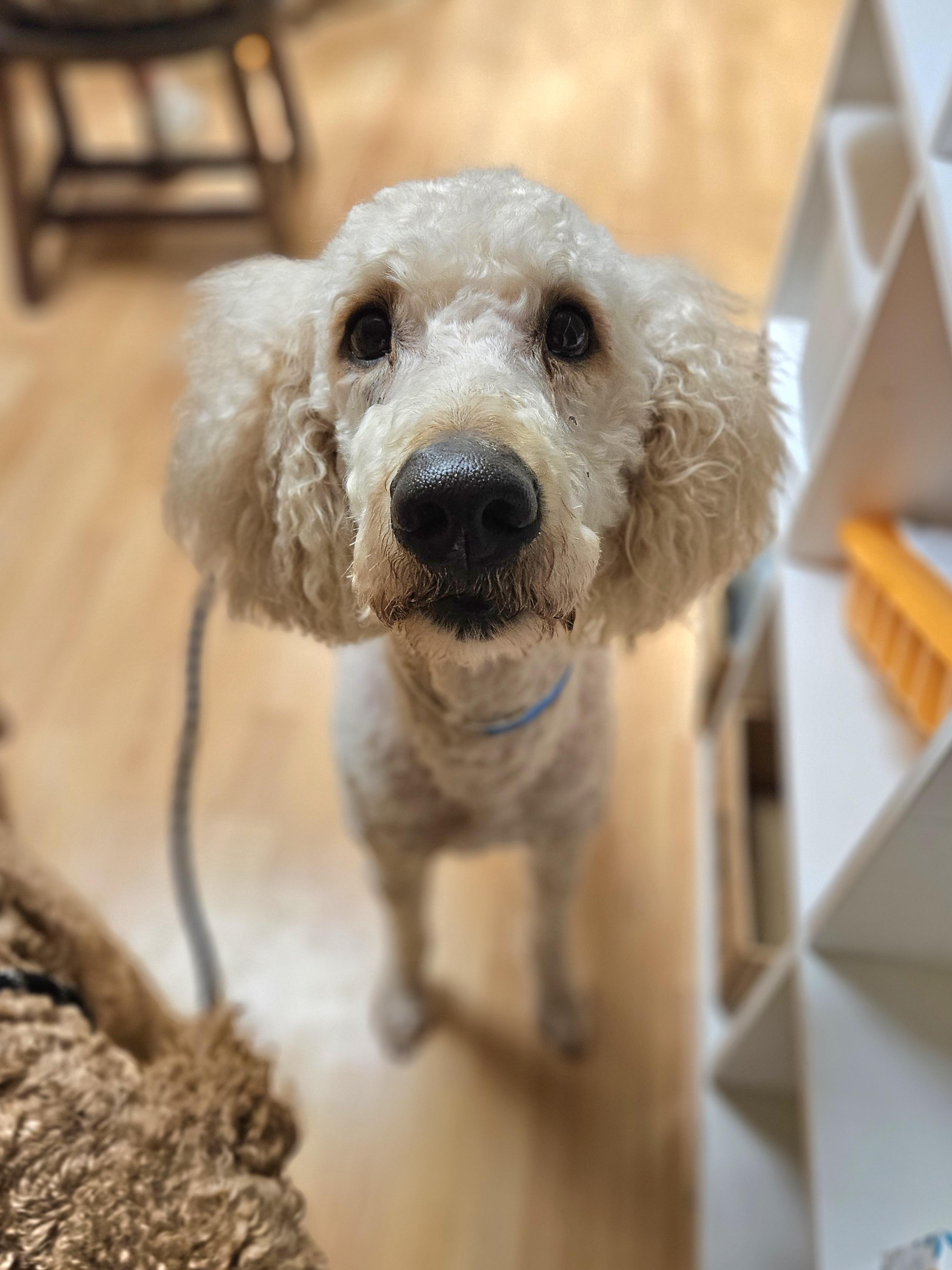 Enlarge COTTON  $375, an adoptable mixed breed in Milwaukee, WI image 3/6