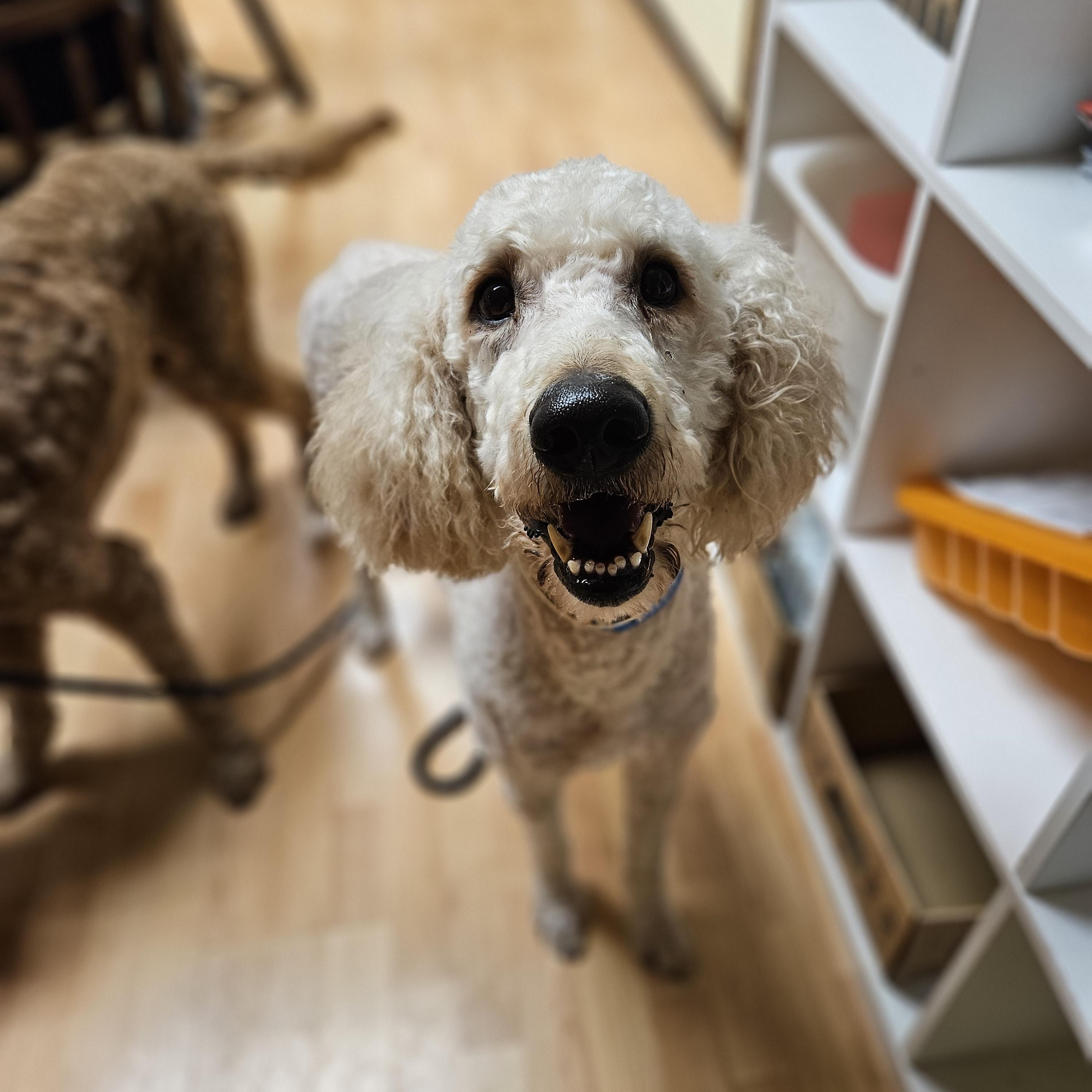 Enlarge COTTON  $375, an adoptable mixed breed in Milwaukee, WI image 5/6