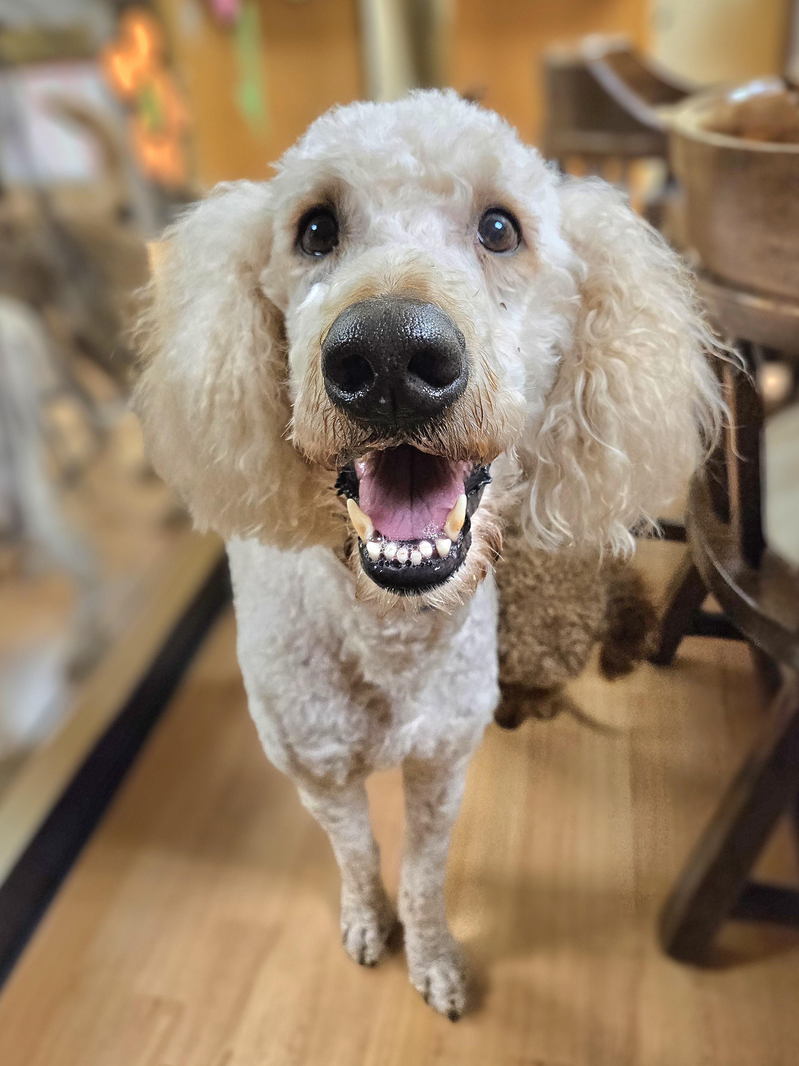 Enlarge COTTON  $375, an adoptable mixed breed in Milwaukee, WI image 1/6