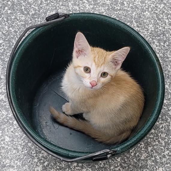 Enlarge Saturn, a Adoptable Domestic Short Hair in Carroll, IA image 2/6