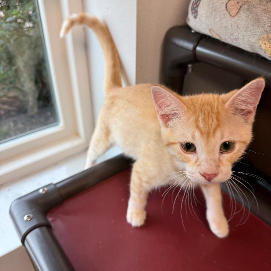 Enlarge Saturn, a Adoptable Domestic Short Hair in Carroll, IA image 3/6