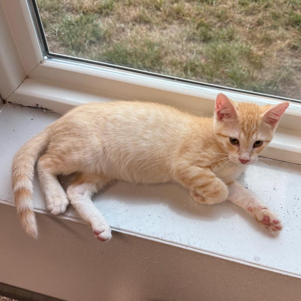 Enlarge Saturn, a Adoptable Domestic Short Hair in Carroll, IA image 5/6