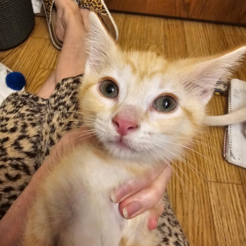 Enlarge Saturn, a Adoptable Domestic Short Hair in Carroll, IA image 6/6