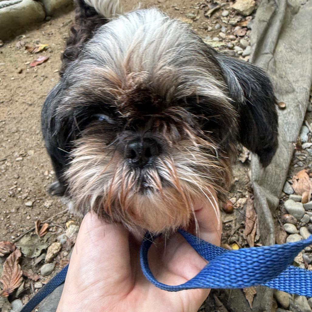 Gabby, Adoptable, Adult Female Shih Tzu.