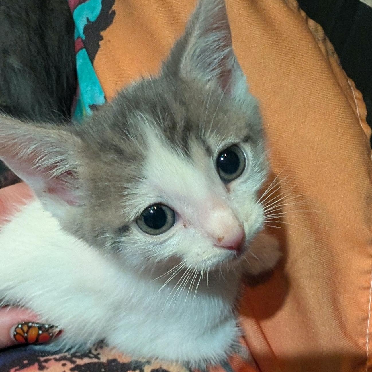 Enlarge Kit Kat, a Adoptable Domestic Short Hair in San Diego, CA image 1/1