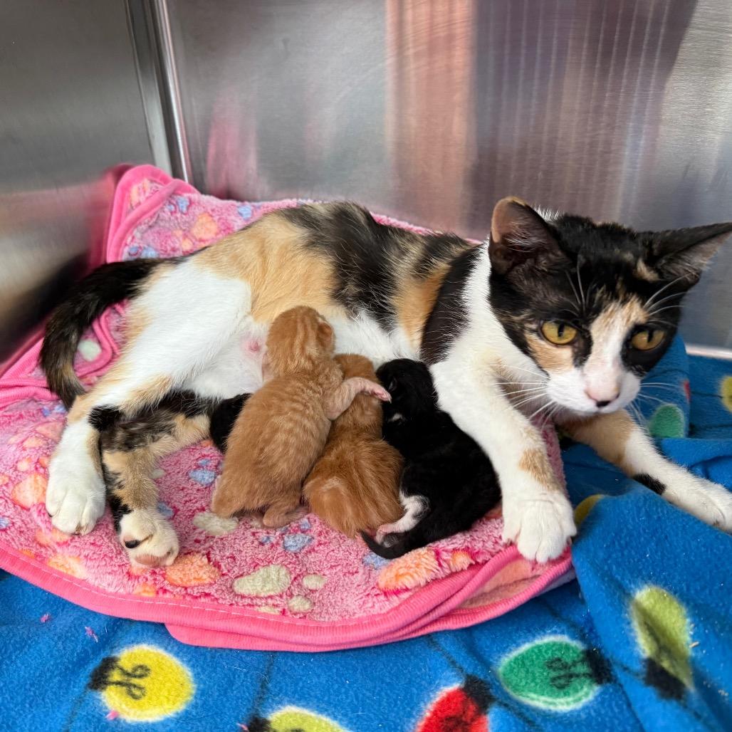 Wizard, Adoptable, Kitten Female Domestic Short Hair & Domestic Short Hair.