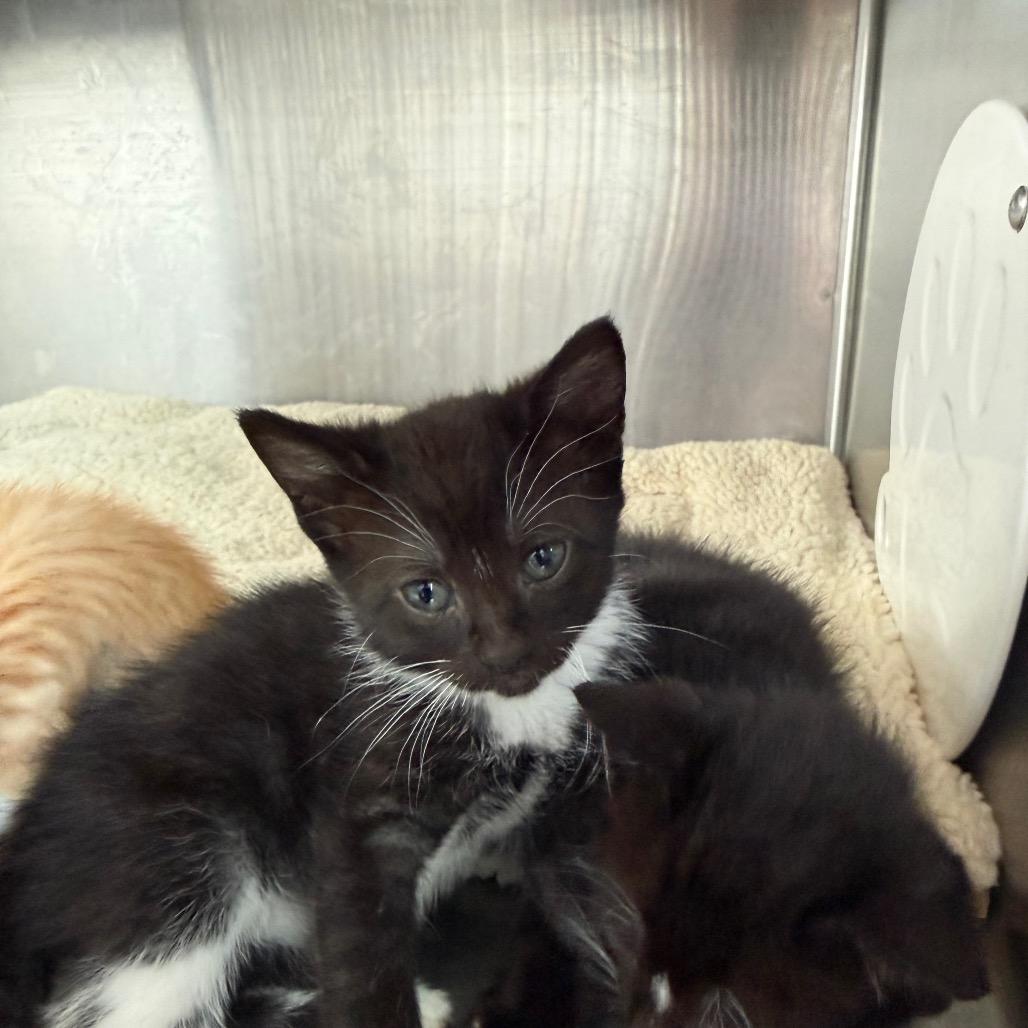 Enlarge Wizard, a Adoptable mixed breed in Madisonville, TN image 2/3