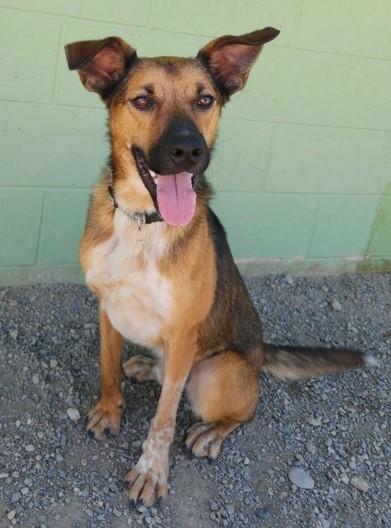 Rope, an adoptable Australian Cattle Dog / Blue Heeler, Australian Kelpie in Butte, MT, 59701 | Photo Image 3