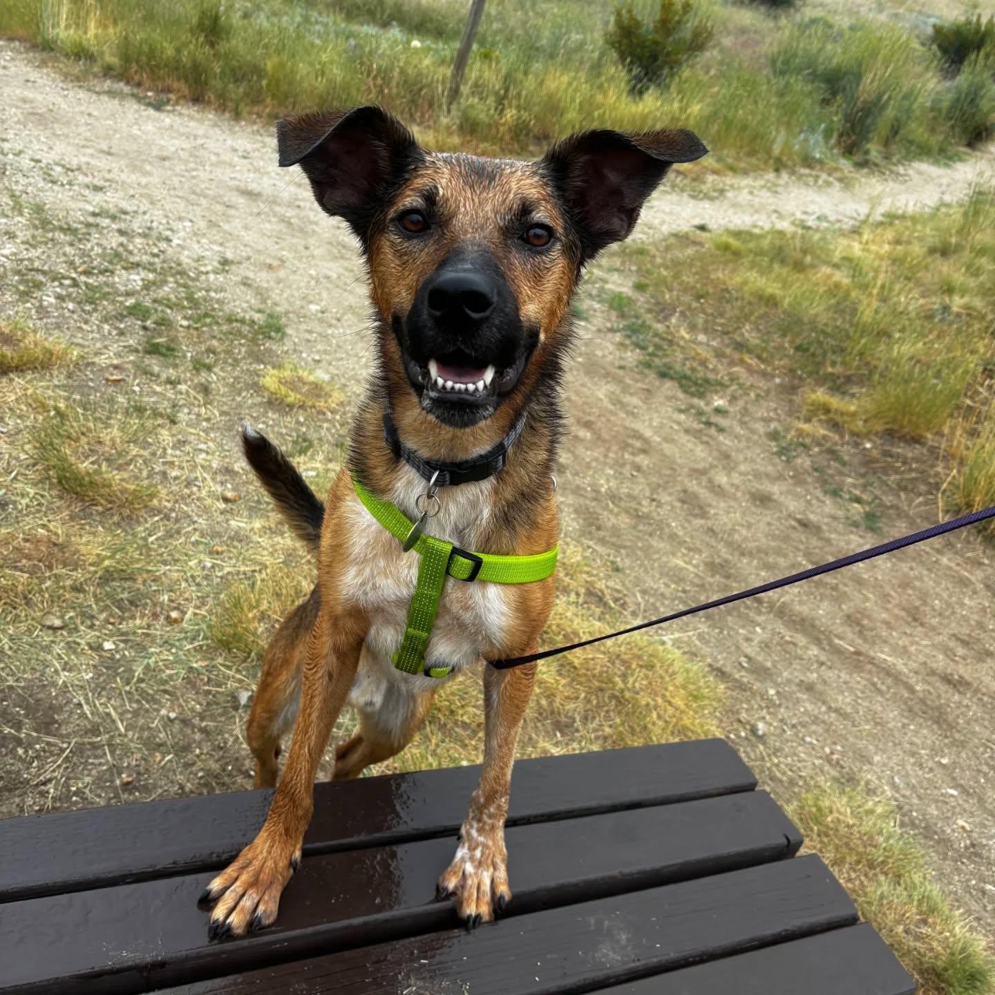 Rope, an adoptable Australian Cattle Dog / Blue Heeler, Australian Kelpie in Butte, MT, 59701 | Photo Image 1