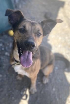 Rope, an adoptable Australian Cattle Dog / Blue Heeler, Australian Kelpie in Butte, MT, 59701 | Photo Image 4