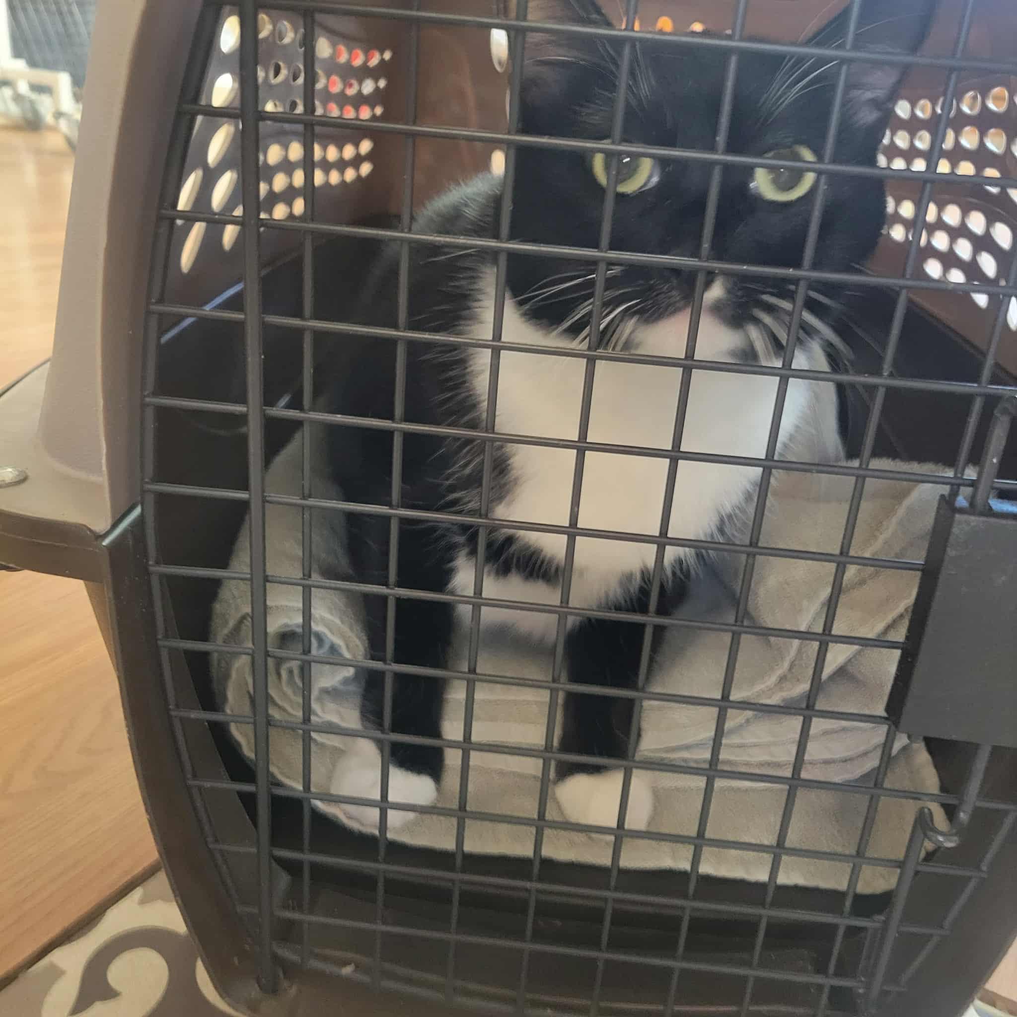 Suds FFPR, an adoptable Domestic Short Hair in Walnut Creek, CA, 94598 | Photo Image 1