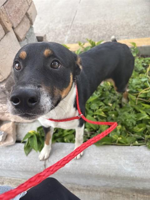 Enlarge HEFLEY, a Adoptable mixed breed in Pasadena, TX image 1/1